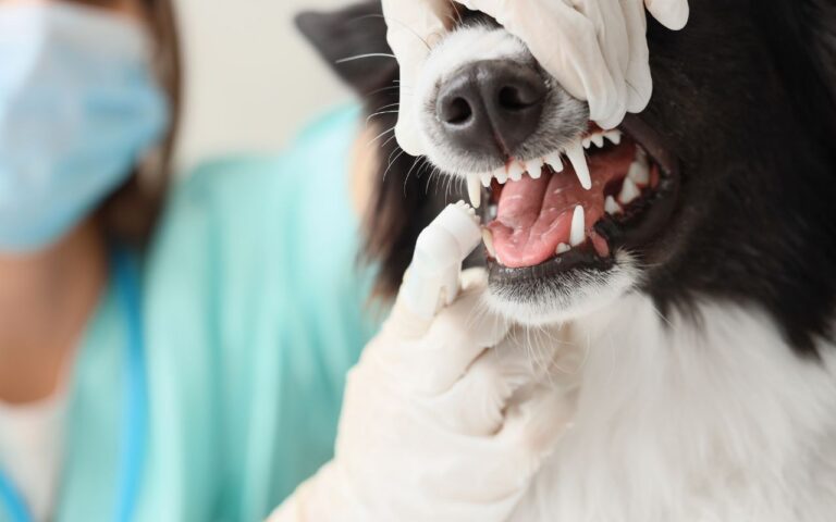 cachorro troca de dente