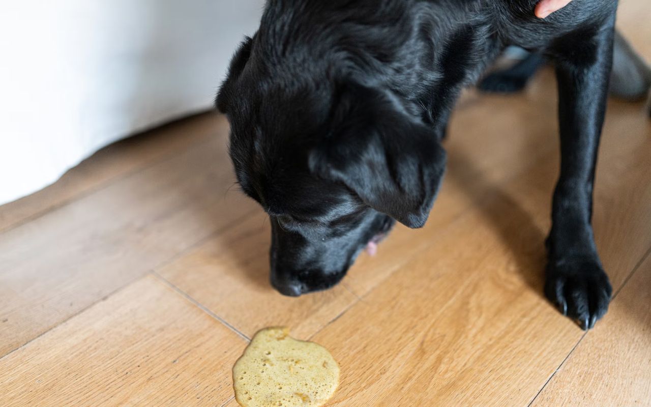 cachorro vomitando espuma amarela