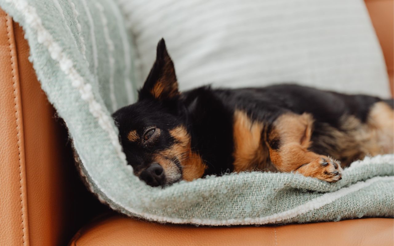 cachorro vomitando sangue