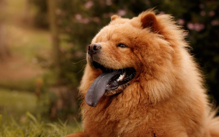 cachorros da l&iacute;ngua roxa