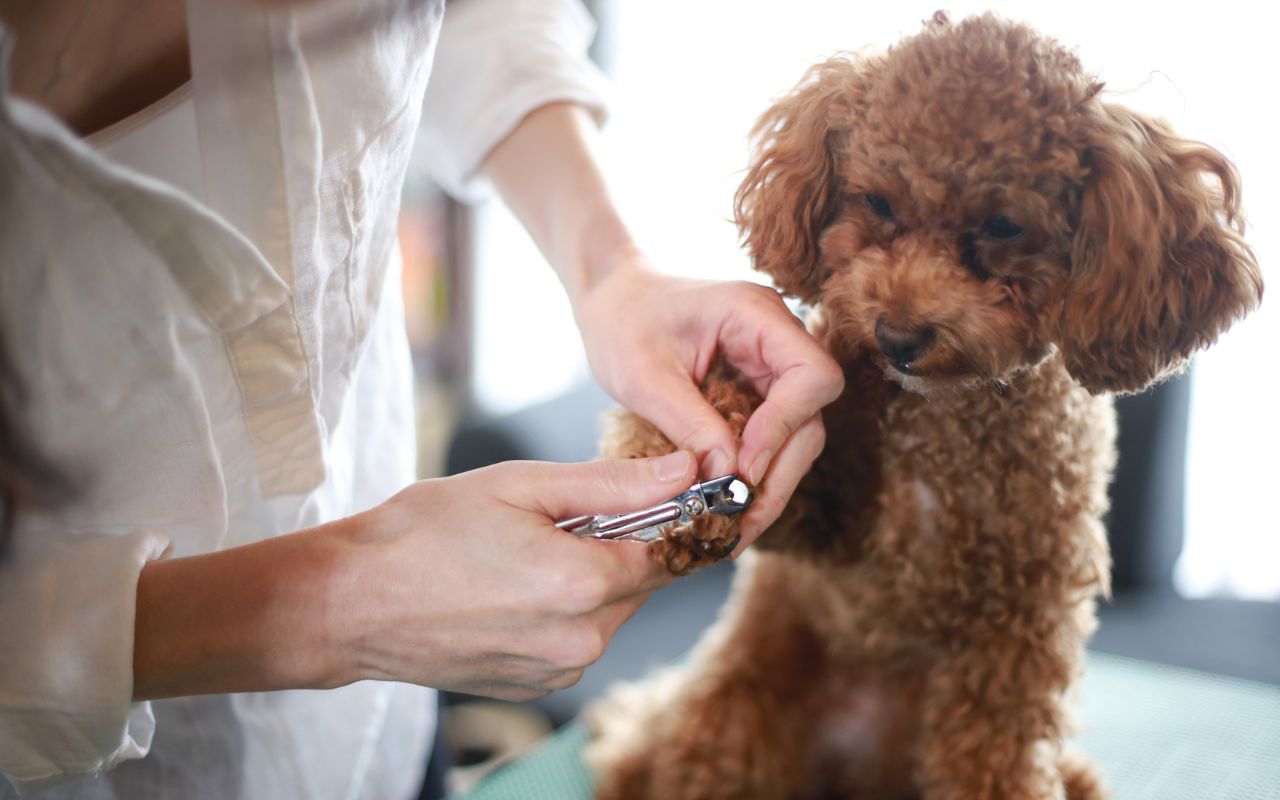 como cortar a unha do cachorro