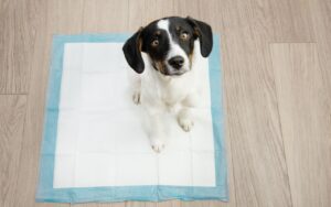 como ensinar o cachorro a fazer xixi no lugar certo