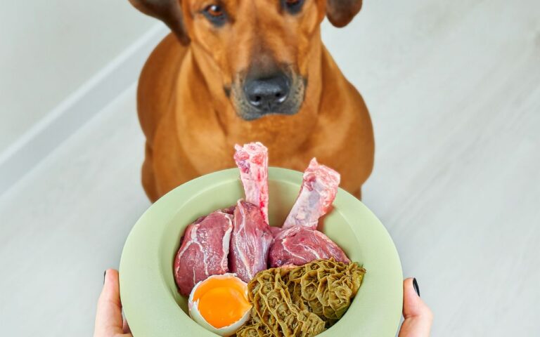 ovo cru para cachorro