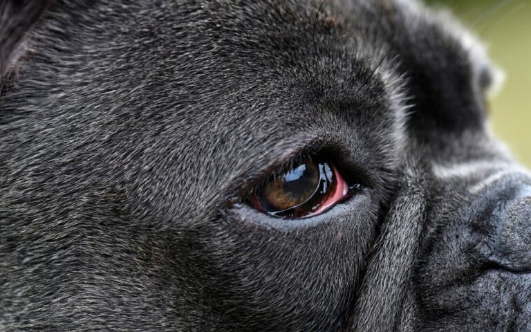 cachorro com olho vermelho