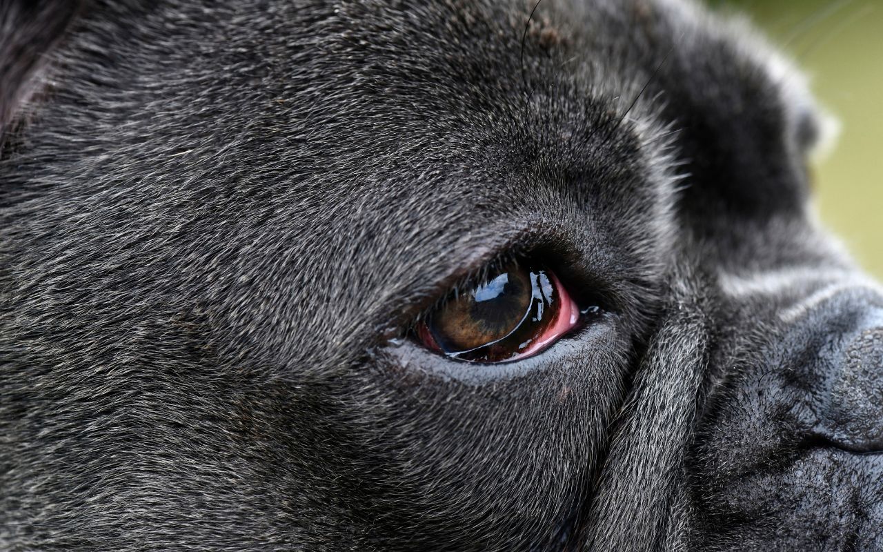 cachorro com olho vermelho