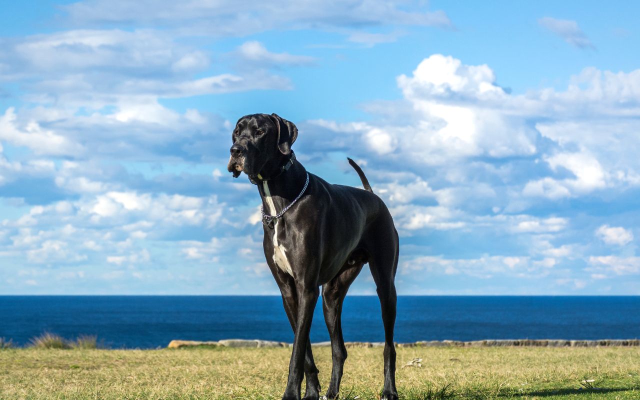 cachorro mais alto do mundo