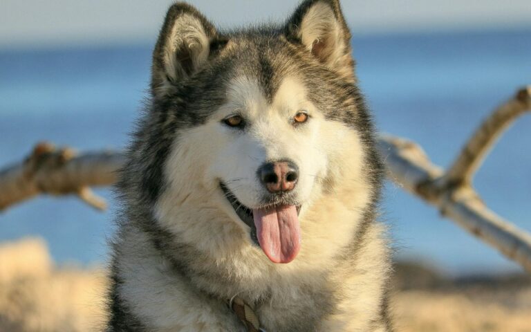 cachorro parecido com husky