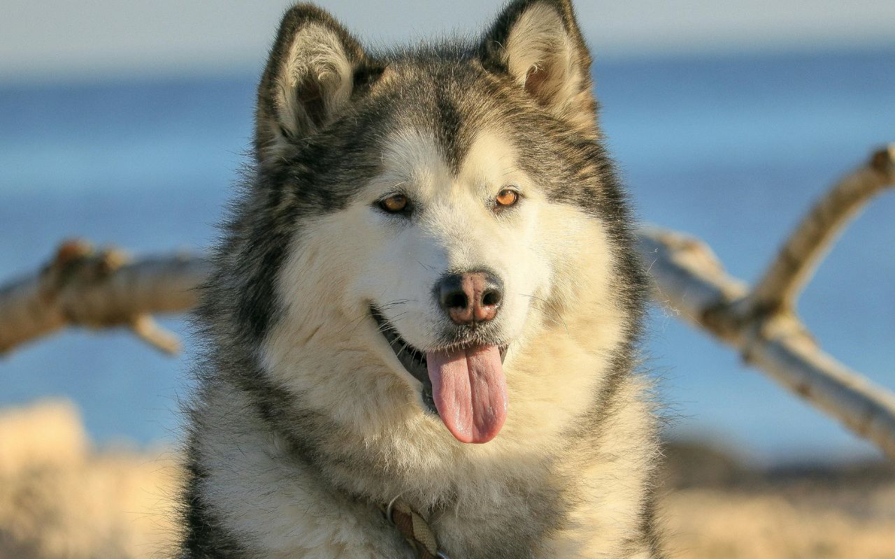 cachorro parecido com husky