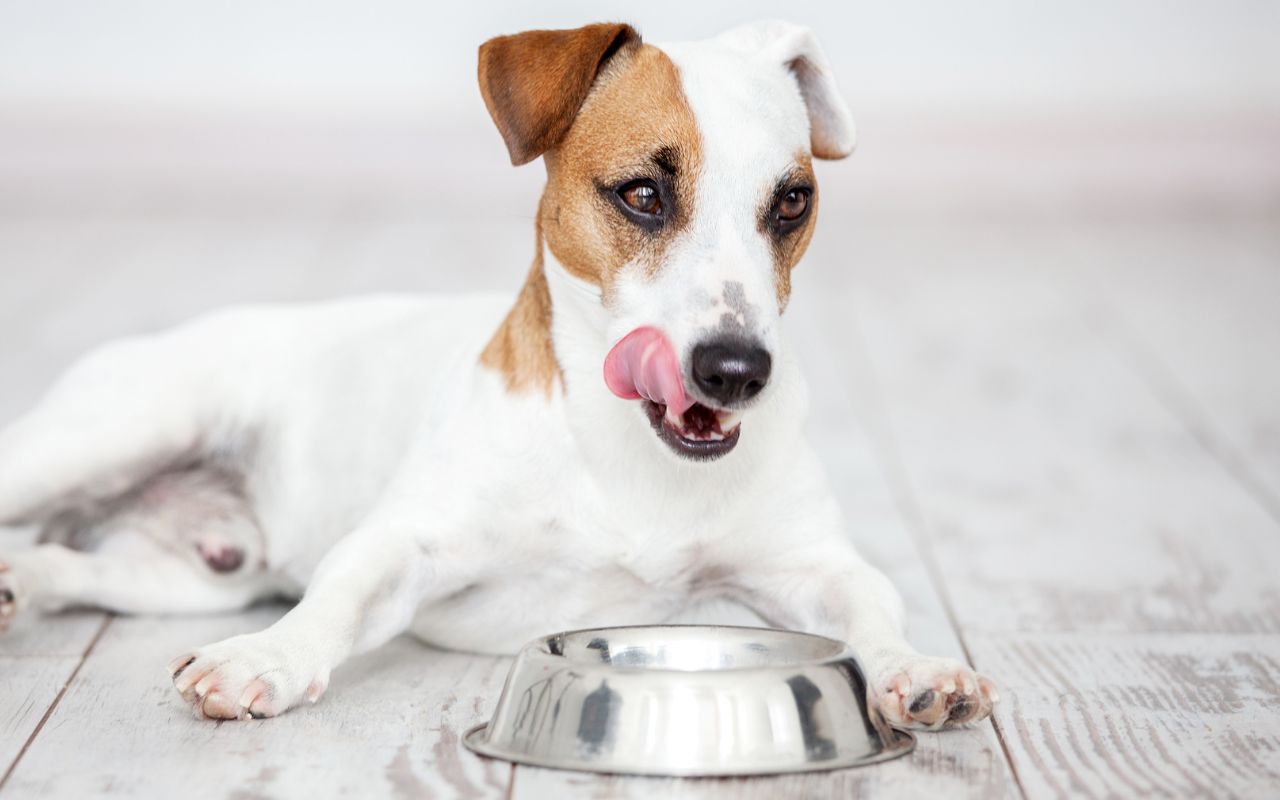 Pode dar pepino para cachorro? Descubra se &eacute; seguro e como oferecer corretamente