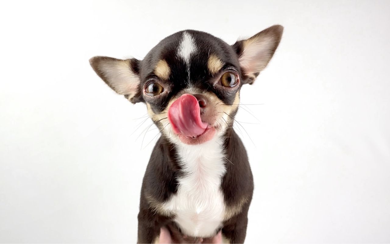 cachorro pode comer pêssego