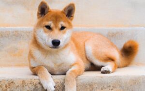 cachorro que parece raposa