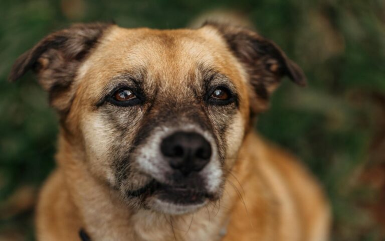 como saber a ra&ccedil;a do cachorro