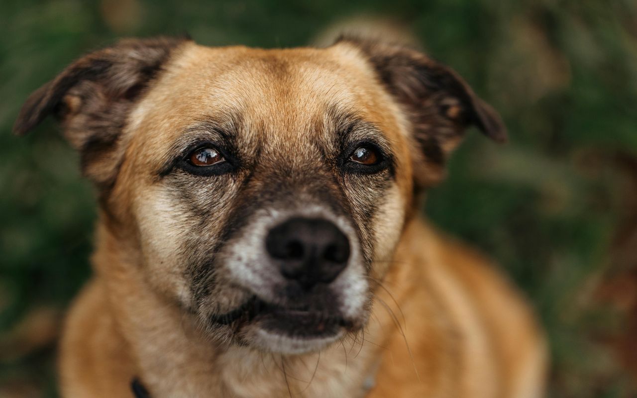 como saber a ra&ccedil;a do cachorro