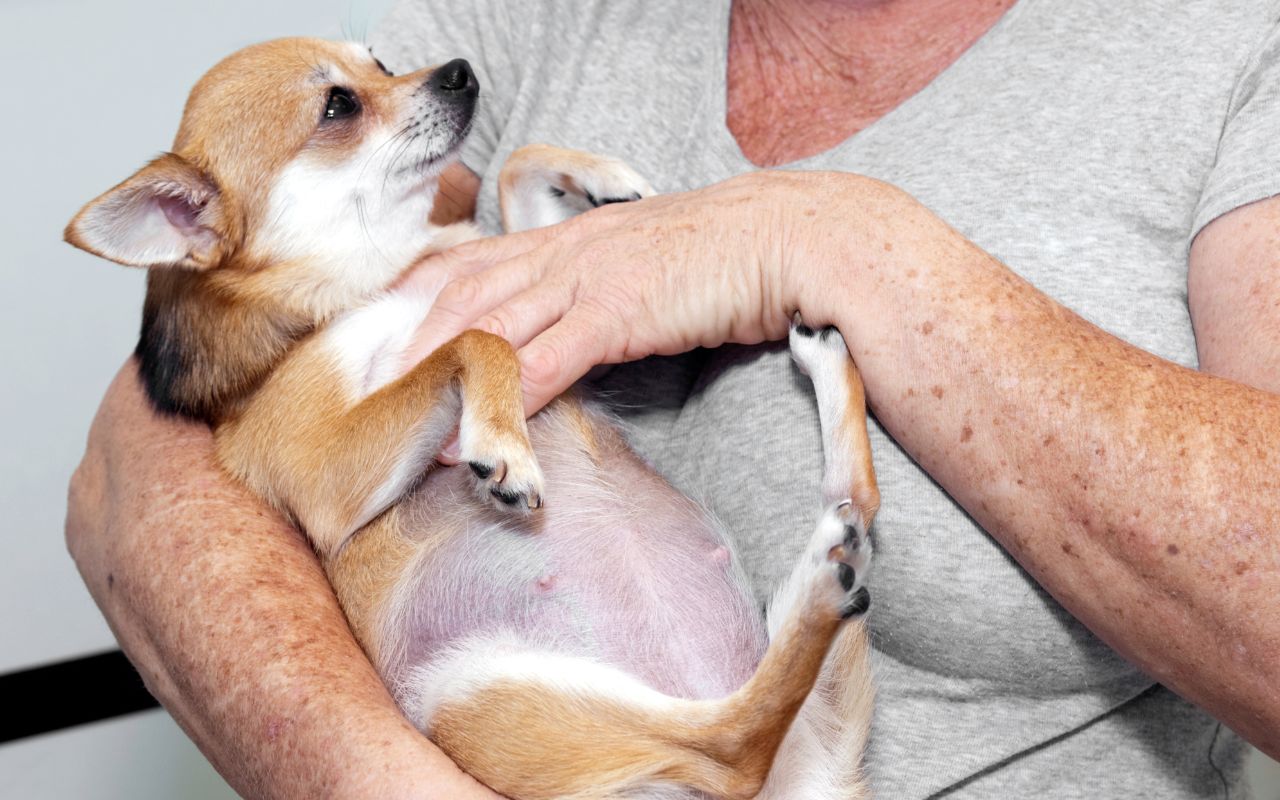 como saber se a cadela est&aacute; gr&aacute;vida