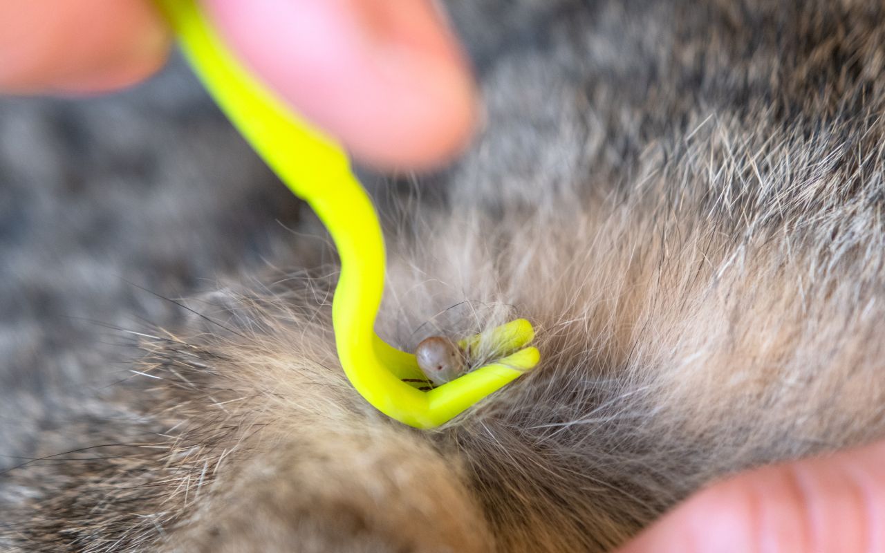 doença do carrapato em cachorro tem cura