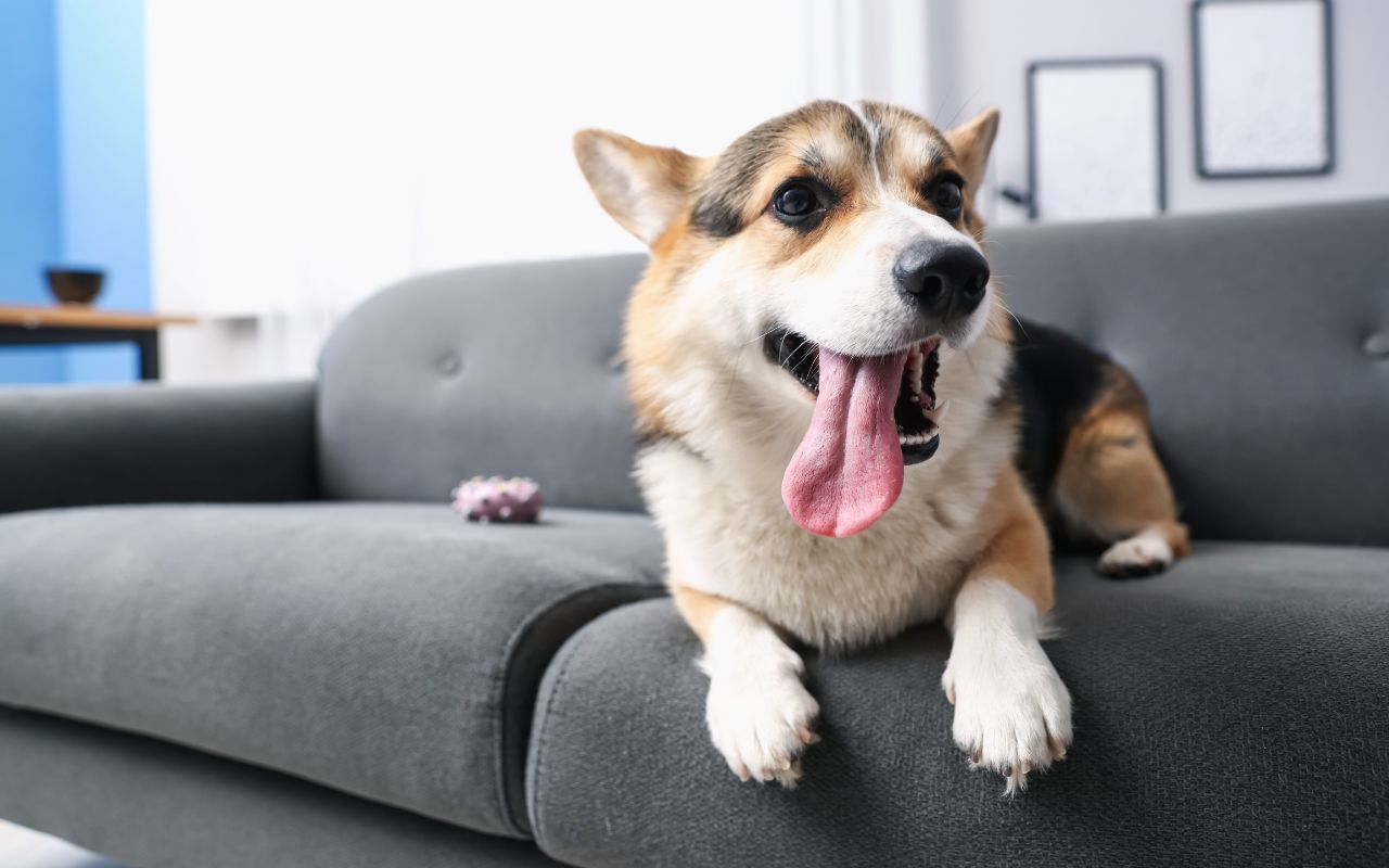 Como identificar o primeiro cio de cachorro? Saiba como cuidar da sua pet