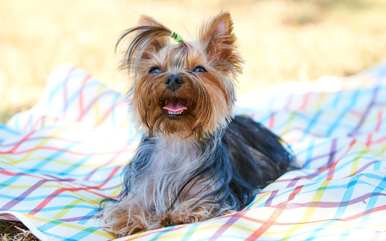 quanto tempo vive um yorkshire