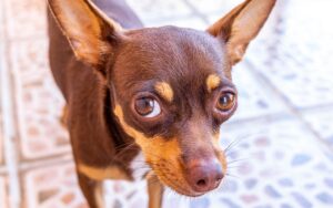quantos anos vive um pinscherquantos anos vive um pinscher