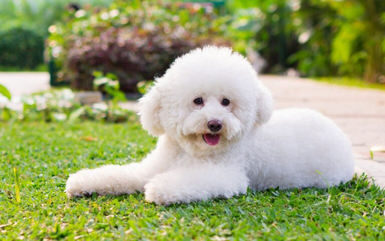 quantos anos vive um poodle