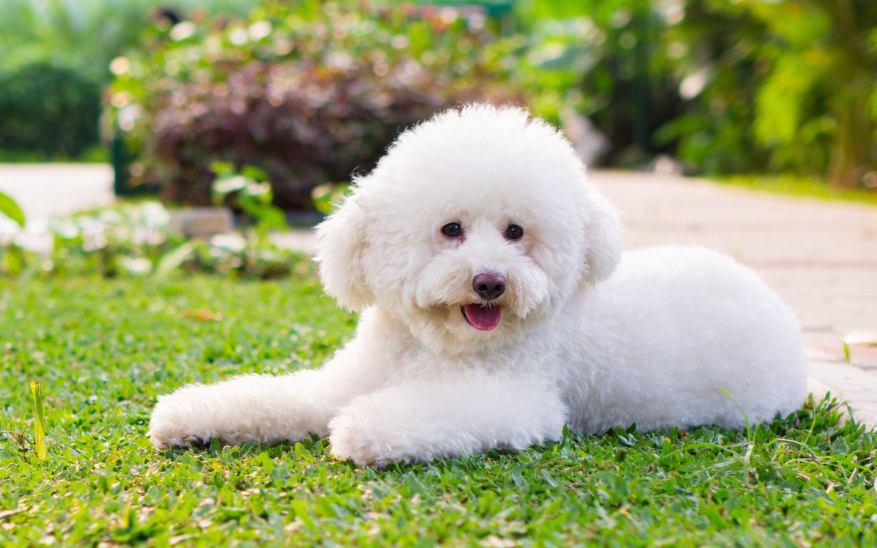 quantos anos vive um poodle