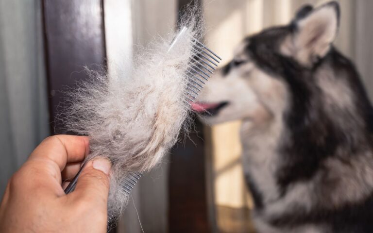 queda de pelo do cachorro