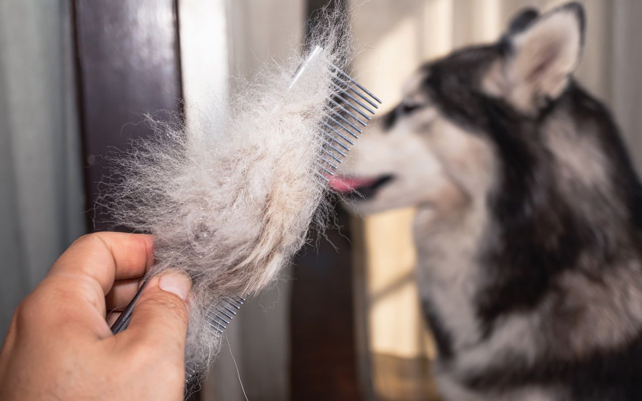 queda de pelo do cachorro