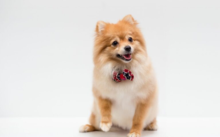 Nome de cachorro macho