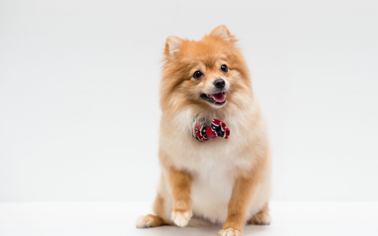 Nome de cachorro macho