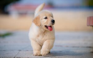 at&eacute; que idade o cachorro cresce