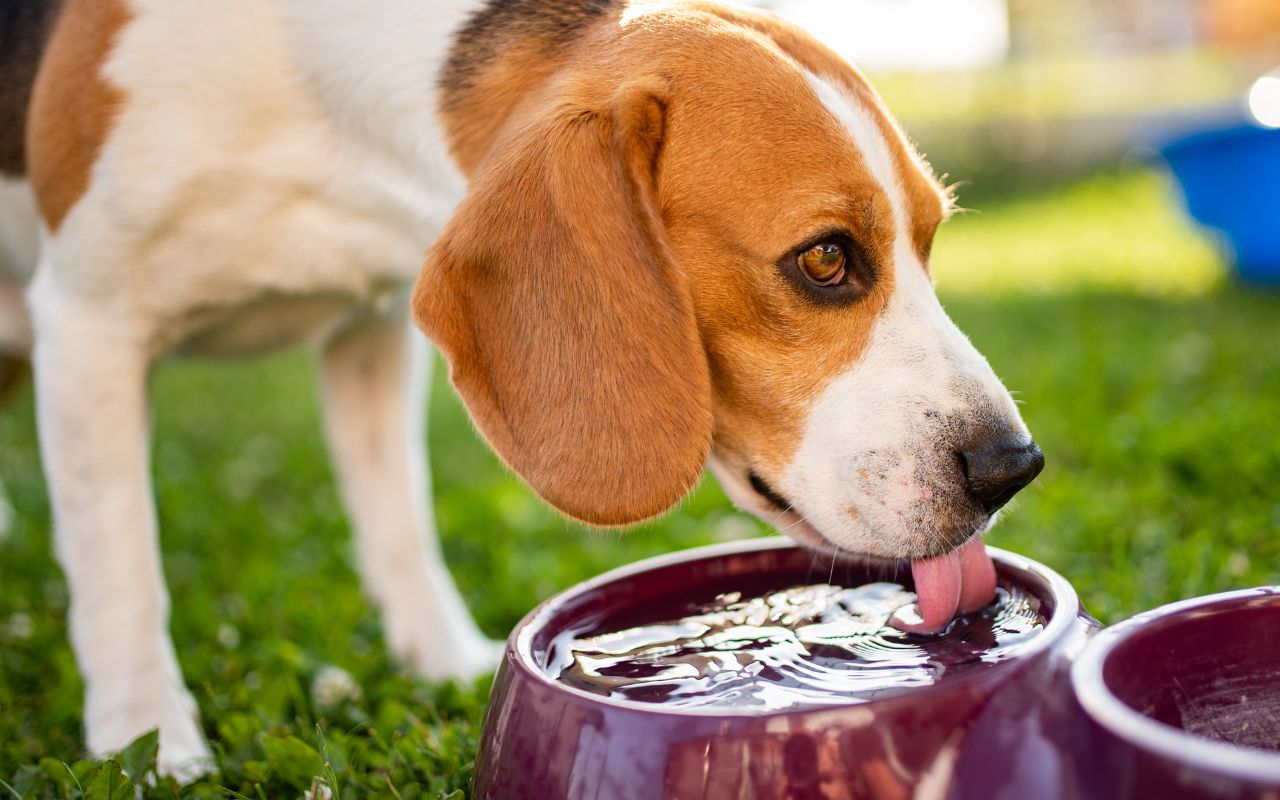 cachorro bebendo muita &aacute;gua