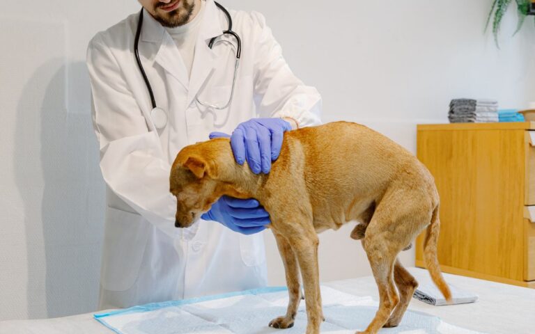 cachorro com dor de barriga