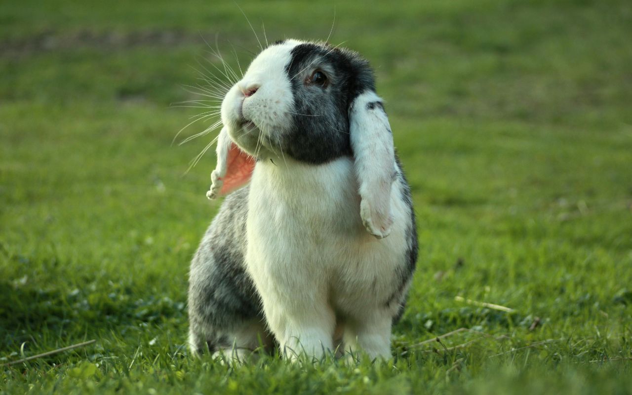 Coelho pode comer tomate? Descubra o que é seguro para seu pet