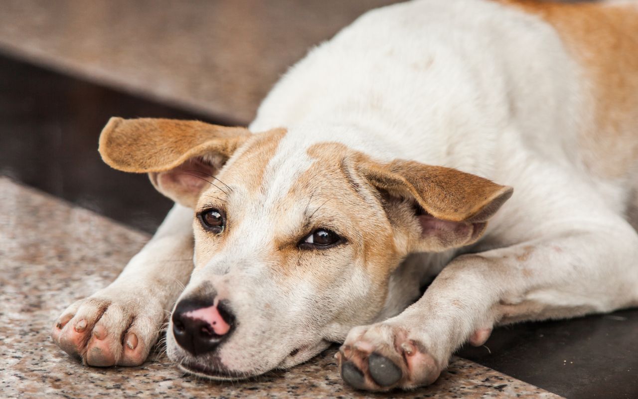 existe cachorro autista