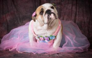 nomes de cachorro f&ecirc;mea chique