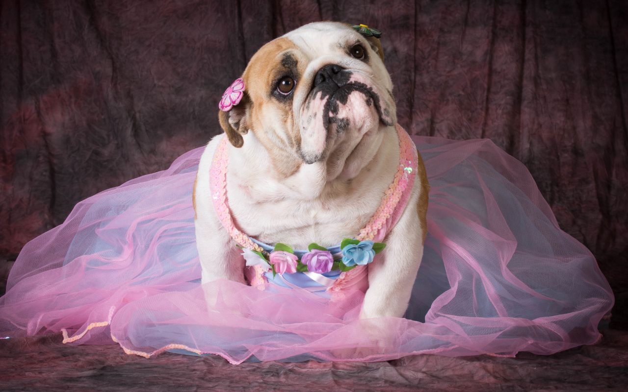 nomes de cachorro fêmea chique